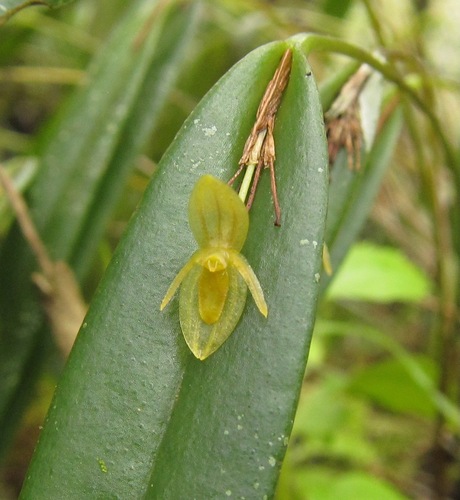Discoidea Orchid