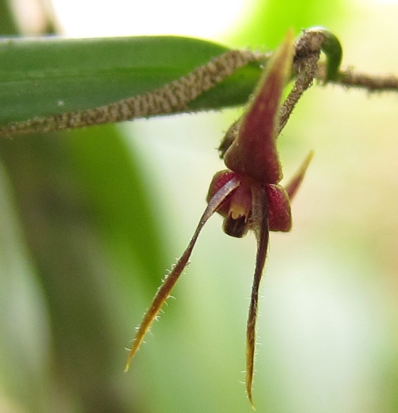 Myoxanthus fimbriatus
