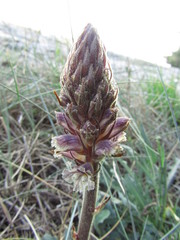 Orobanche litorea