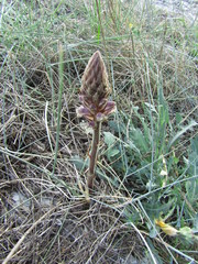 Orobanche litorea