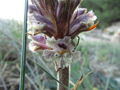 Orobanche litorea