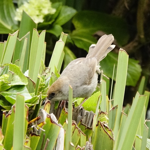 Trilling Cisticola (Cisticola woosnami), photo 5