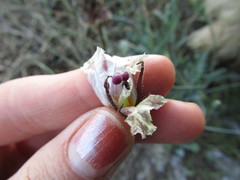 Orobanche litorea