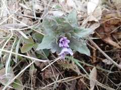 Physochlaina physaloides