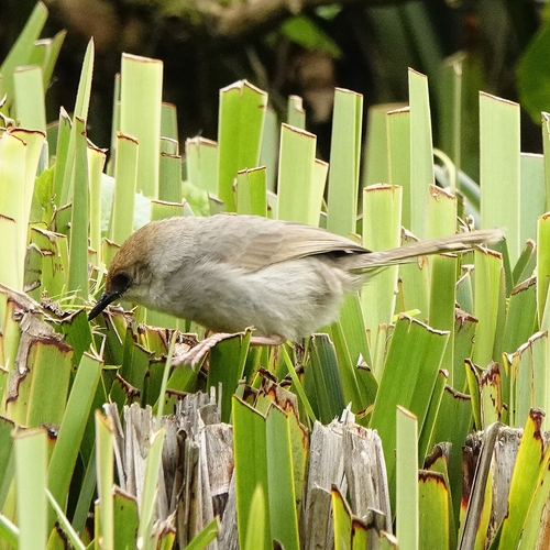 Trilling Cisticola (Cisticola woosnami), photo 2