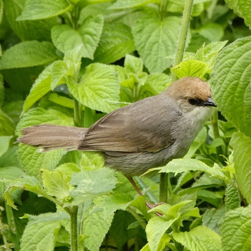 Trilling Cisticola (Cisticola woosnami), photo 5