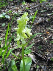 Orchis pallens