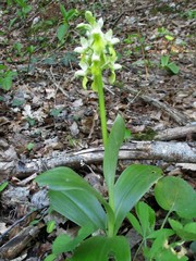 Orchis pallens