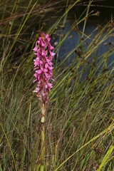 Disa rhodantha