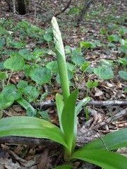 Orchis pallens