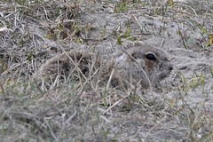 Spermophilus erythrogenys