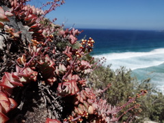 Crassula perforata perforata