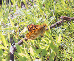 Carterocephalus skada