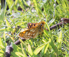 Carterocephalus skada