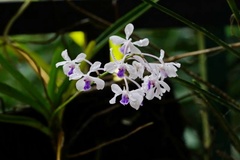 Vanda coerulescens