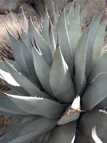 Agave deserti
