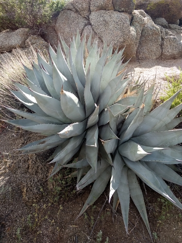 Agave deserti