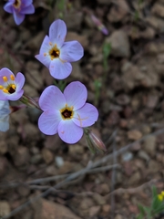 Leptosiphon ambiguus