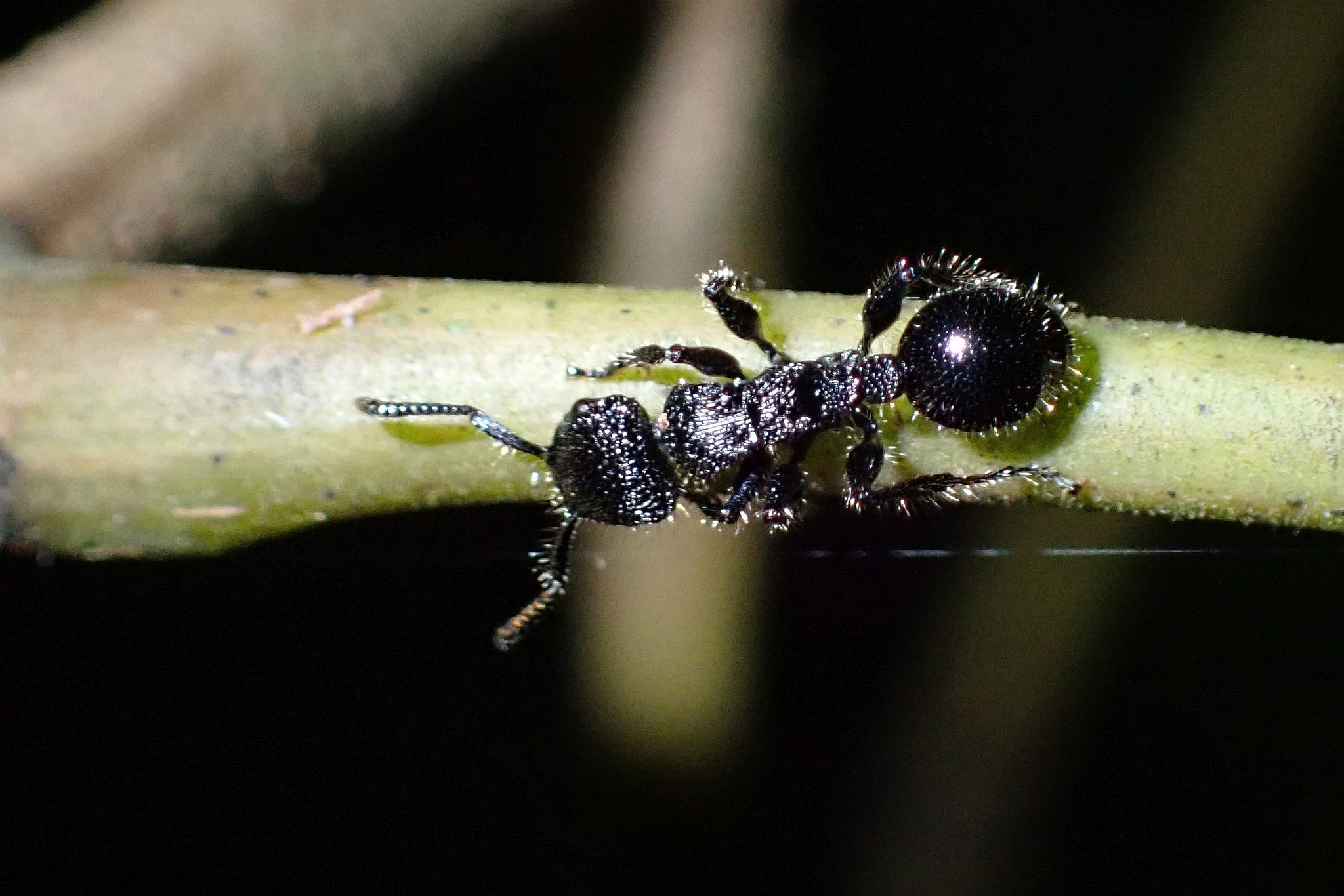 Procryptocerus mayri