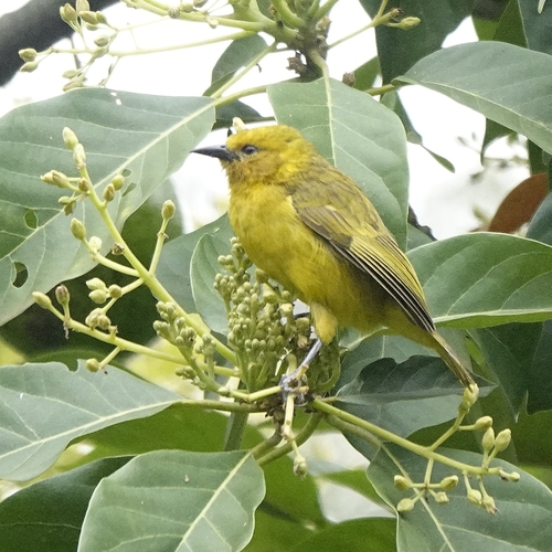 Slender-billed Weaver (Ploceus pelzelni), photo 3