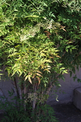 Nandina