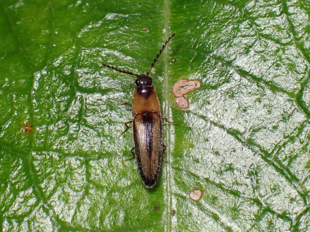 Anoplischiopsis