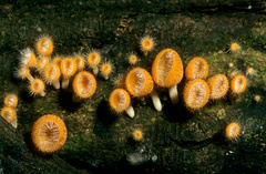 Cookeina tricholoma image