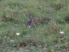 Gallinago paraguaiae