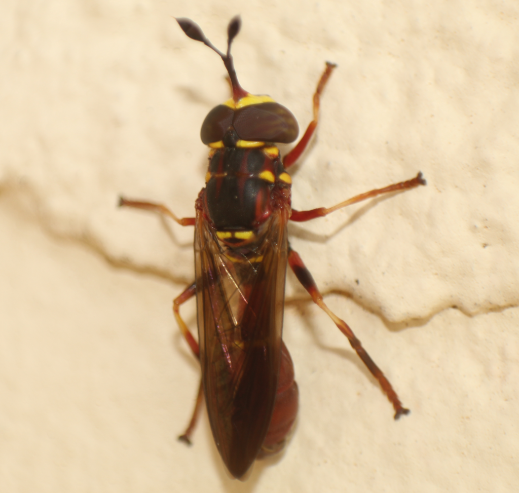 Rufous Wasp Fly
