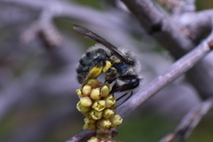 Andrena cerasifolii