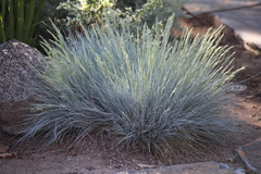 Festuca longifolia