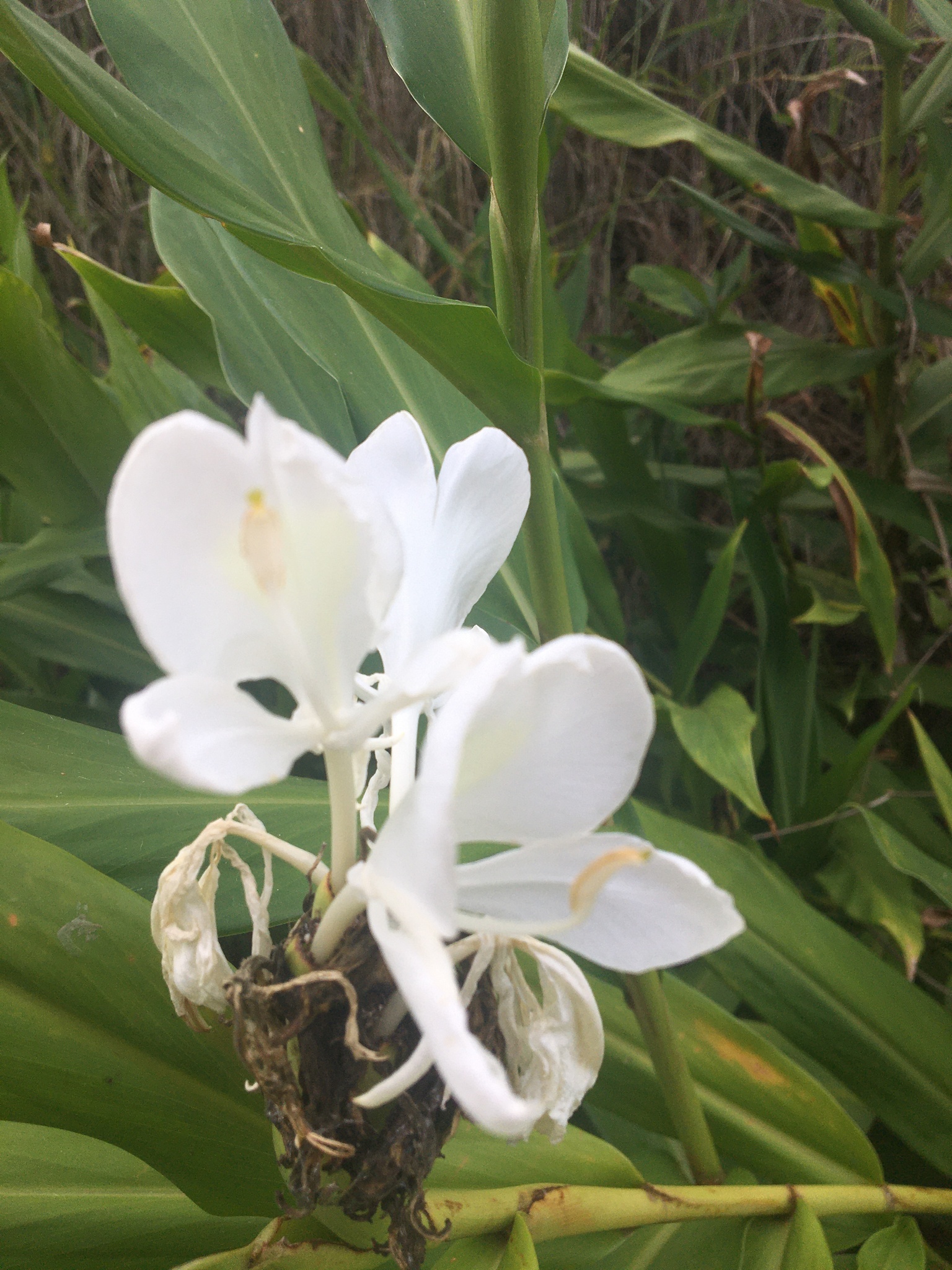 Hedychium coronarium