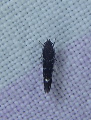 Stagmatophora argyrostrepta