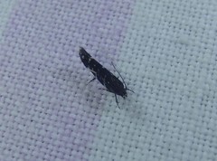 Stagmatophora argyrostrepta