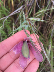 Calochortus amoenus