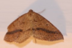 Palaeaspilates inoffensa