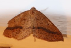 Palaeaspilates inoffensa