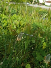 Platycnemis pennipes