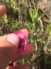 Calochortus amoenus