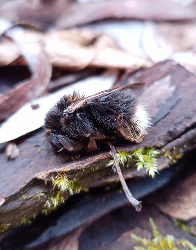 Tree bumblebee