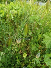 Platycnemis pennipes