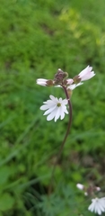 Lithophragma parviflorum