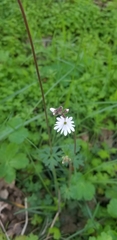 Lithophragma parviflorum
