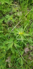 Ranunculus uncinatus