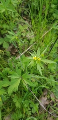 Ranunculus uncinatus