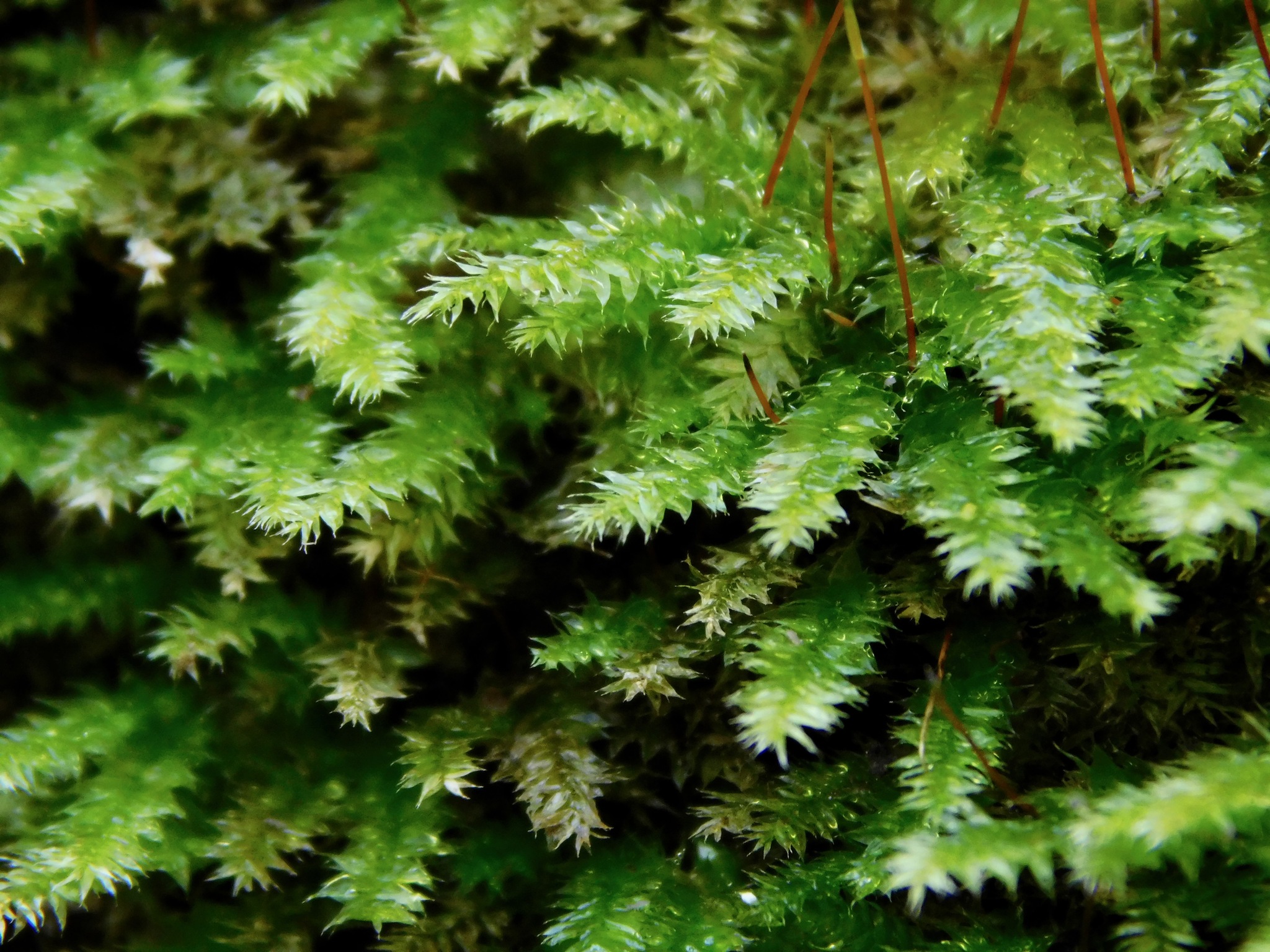 Plagiothecium laetum