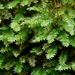 Bright Silk-Moss - Photo (c) Michael J. Papay, some rights reserved (CC BY), uploaded by Michael J. Papay