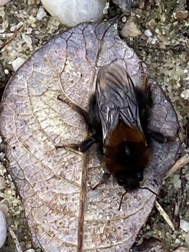 Tree Bumble Bee, Romeinseweg, Venlo, Limburg, NL, photo 7 of 10