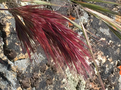 Bromus rubens