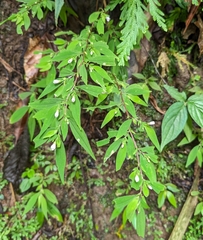 Centradenia inaequilateralis image